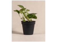 Feey Efeutute Marble Queen Höhe 15 - 25 cm