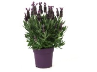 Lavendel 