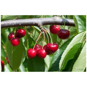 Cerises douces sur une branche du cerisier Sunburst, fruits mûrs rouge foncé.
