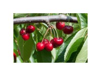 Bio Obstbaum Kirsche Sunburst Spindel Topf Ø 20 cm / Höhe 100 - 150 cm