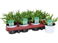 Frühjahrszwiebel-Mix Topf Ø 9 cm