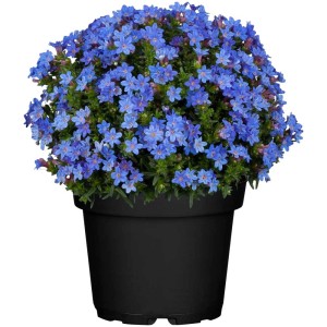 GROW by OBI Lithodora diffusa Grace Ward blu in vaso, adatta come pianta da contenitore.