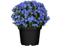 GROW by OBI Scheinsteinsame Grace Ward Lithodora diffusa Blau Topf Ø 13 cm