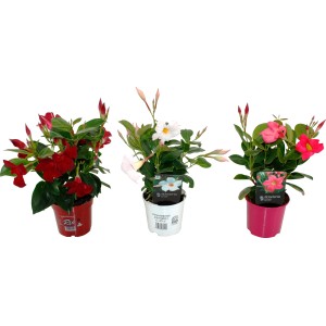 Mandevilla Diamantina en rouge, blanc et rose en pot, une plante fleurie.