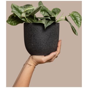 Pothos argenté (Scindapsus pictus) dans un pot noir, tenu dans une main. Plante d'intérieur grimpante.