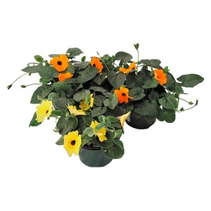 Susanna dagli occhi neri in vaso con fiori gialli e arancioni, foglie verdi.
