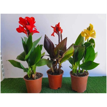 Indisches Blumenrohr verschiedene Farben Topf Ø 17 cm / 1 Stk. kaufen