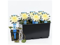 Seerose Marliacea Gelb Topf Ø 11 cm / 1 Stk.