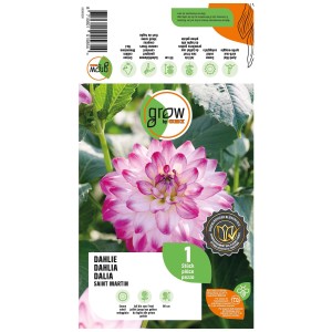Grow by OBI Dalia Saint Martin, fiore bianco-lilla, 1 pezzo. Bulbo da fiore per aiuole e vasi.