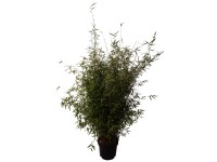 Gartenbambus Jiuzhaigou Genf Fargesia Topf Ø 28 cm / Höhe 100 cm Gartenbambus Jiuzhaigou Genf Fargesia Topf Ø 28 cm / Höhe 100 cm