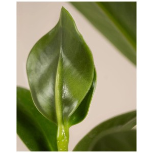 Gros plan : feuille élégante de la plante verte Feey Clusia Rosea Princess.