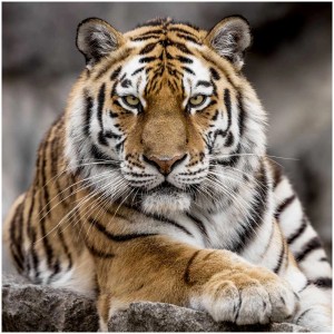 Stampa su tela: Primo piano della testa di una tigre, 65x65 cm. Quadro decorativo per spazi abitativi.