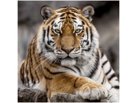 Leinwandbild Canvas Tiger 65 x 65 cm