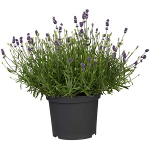 Lavendel Spear Blue im Topf (Ø 18cm) mit blau-violetten Blüten und grünen Blättern.