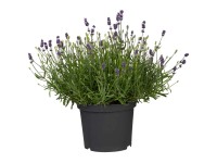 Lavendel bei OBI Alles für Heim, Haus, Garten und Bau