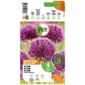 Paquet d'ail d'ornement GROW by OBI Purple Sensation, 4 pièces, fleurs violettes.