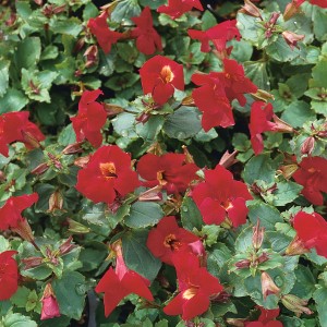 Primo piano del fiore scimmia rosso "Bonfire Red" (Mimulus) con foglie verdi.