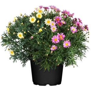 Margherita Argyranthemum frutescens in vaso, vari colori (giallo, rosa).