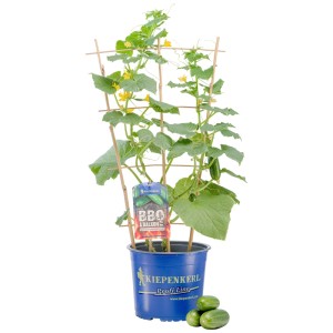 Plant de mini-concombre snack en pot avec support grimpant. Herbes aromatiques pour plates-bandes et balcons.