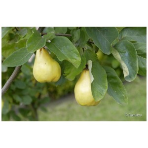 Cognassier Bio Bereczki avec fruits jaunes et feuilles vertes.