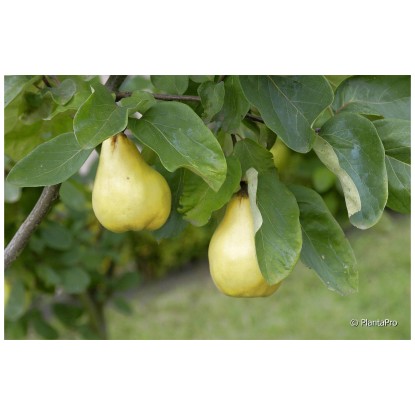 Bio Obstbaum Quitte Bereczki Spindel Topf Ø 20 cm / Höhe 100 - 150 cm