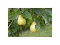 Bio Obstbaum Quitte Bereczki Spindel Topf Ø 20 cm / Höhe 100 - 150 cm