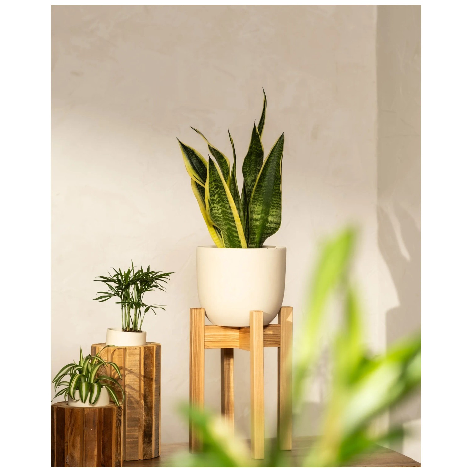 Feey Lingua di suocera Sansevieria Altezza 10 - 50 cm
