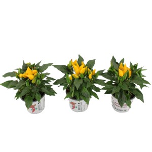 Trois piments ornementaux 'Sombrero' en pot avec des fruits jaunes et des feuilles vertes.