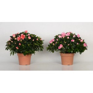 Zimmer-Azaleen kaufen  OBI alles fr Heim, Haus, Garten und Bau