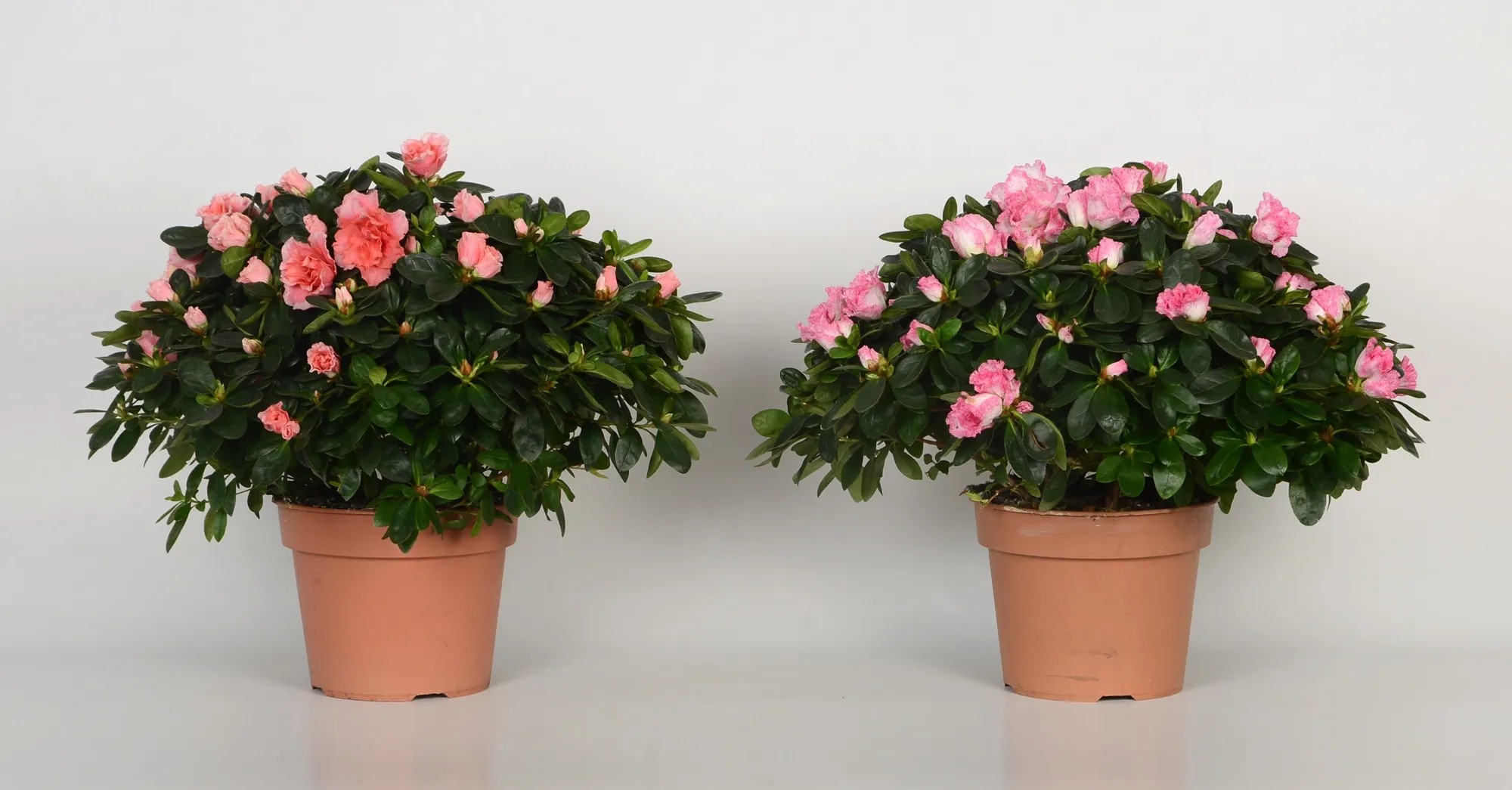 Japanische Azalee Rhododendron obtusum Mix