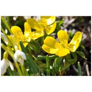 Gelbe Wild-Stauden (verschiedene Sorten) im Topf, ideal für naturnahe Gärten.