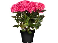 GROW by OBI Hortensie Red Angel Hydrangea Rot Topf 5 l / Höhe ca. 50 - 60 cm