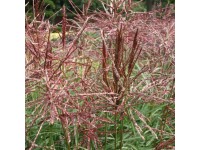 China-Schilf Ferner Osten Miscanthussinensis Topf 15 l China-Schilf Ferner Osten Miscanthussinensis Topf 15 l