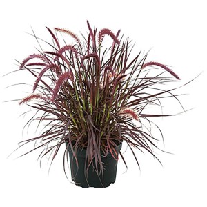 Pennisetum Tiny Tails, erba ornamentale rosso scuro in vaso con spighe fiorite. Robusta per giardino e balcone.