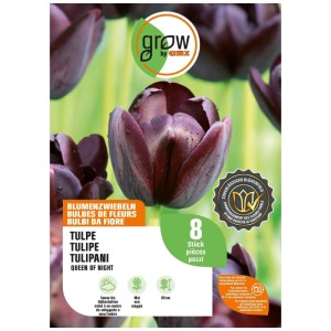 Bulbes de tulipe GROW by OBI Queen of Night, 8 pces. Fleurs pourpre-noir foncé, 60 cm.