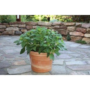 Sauge Ananas Bio Blu en pot (env. 12cm), herbe aromatique de cuisine aux feuilles vertes.