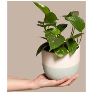 Feey Pothos (Epipremnum aureum) en pot, une plante d'intérieur grimpante décorative.