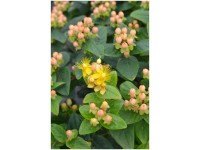 Johanniskraut Hypericum inodorum Magical Beauty Topf Ø 18 cm