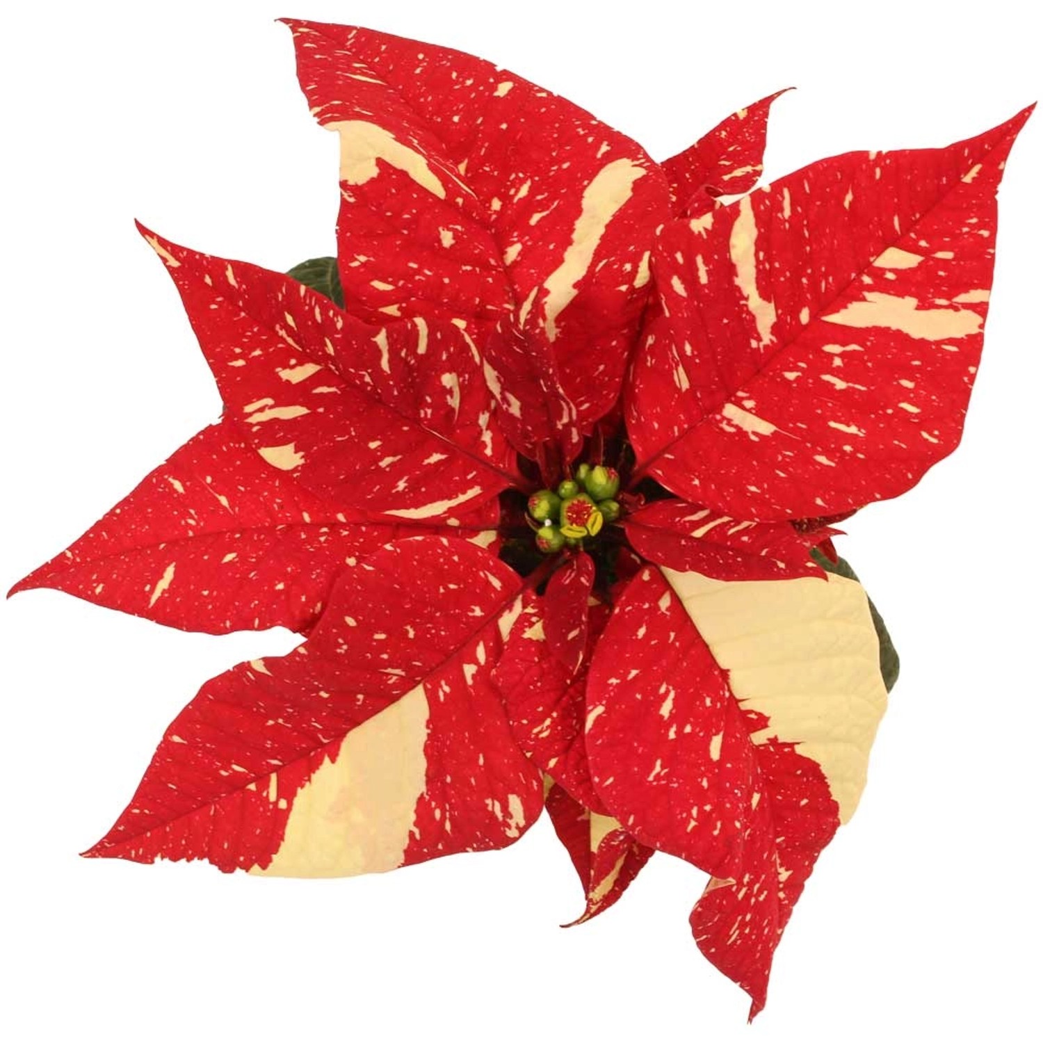 Weihnachtssterne kaufen  OBI alles fr Heim, Haus, Garten und Bau