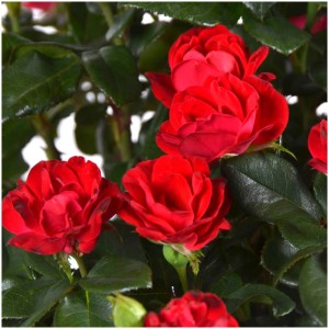 Leuchtend rote Rose Zepeti® als Stämmchen im Topf.