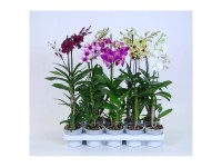 Bambusorchidee Sa Nook Dendrobium 1-Trieber Topf Ø 12 cm Bambusorchidee Sa Nook Dendrobium 1-Trieber Topf Ø 12 cm