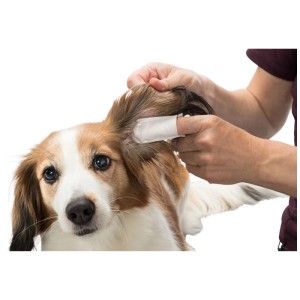 Orecchio del cane pulito con il cuscinetto per la cura delle orecchie Trixie. Igiene per cani.