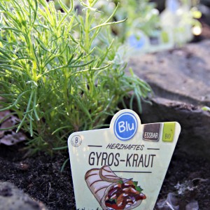 Blu Bio-Gyros-Kraut in vaso (Ø 12cm). Pianta aromatica per piatti di carne e giardini di erbe.