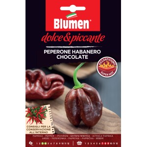 Graines de piment Habanero Chocolate, piment marron chocolat.