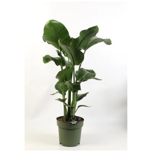 Strelitzia nicolai en pot (Ø 24cm) avec de grandes feuilles vertes.