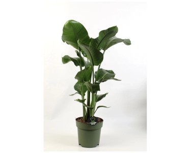 pflege wunderstrauch Wunderstrauch 'Mammi' - Codiaeum variegatum mammi