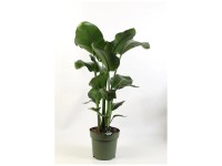 Strelitzie Strelitzia nicolai Topf Ø 24 cm
