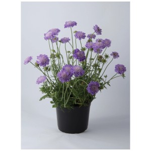 Piante perenni selvatiche in vaso da 2 l con fiori viola. Ideale per giardini naturali e insetti.