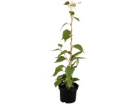 GROW by OBI Bio Kiwi Jenny Actinidia Topf 3 l / Höhe 30 - 40 cm