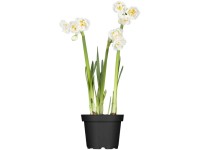 GROW by OBI Narzisse Bridal Crown Narcissus Cremeweiss Topf Ø 12 cm